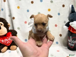 Chihuahua dogs Lola - Ad 12