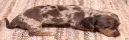 Miniature Dachshund dogs for sale: PHOENIX Blue/tan dapple smooth f - Ad 4