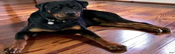 Rottweiler dogs for sale: Phoebe (Red)  - Ad 9