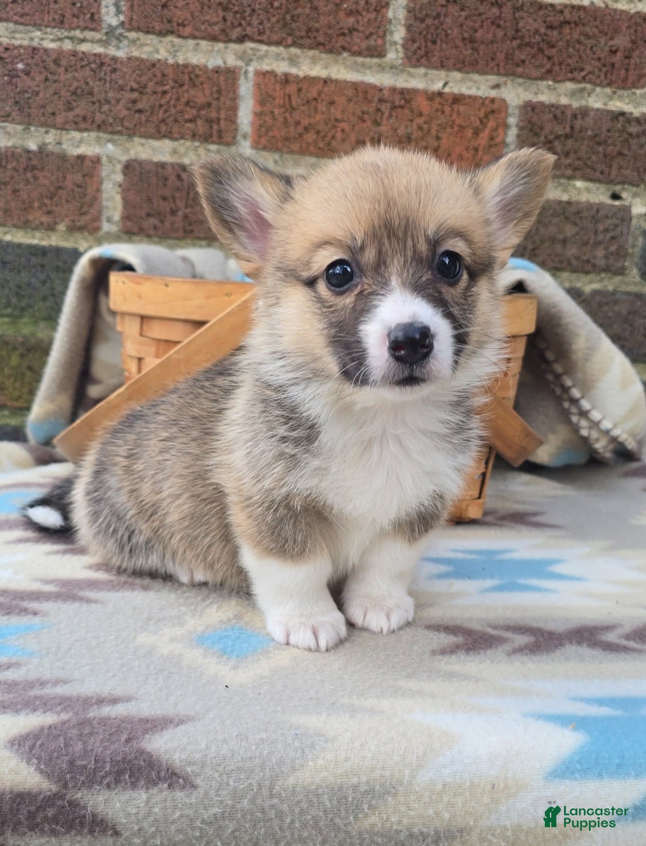 Welsh Corgi Pembroke dogs Welsh Corgi Pembroke Puppy 3 - Ad 1