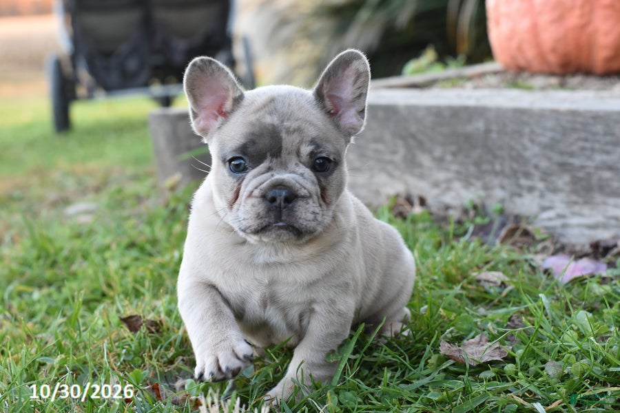 French Bulldog dogs for sale: Tripp - Ad 1