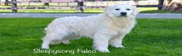 Golden Retriever dogs for sale: Golden Retriever Alphie/light blue - Ad 3