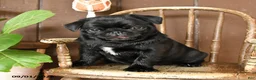 Pug dogs for sale: Sparky - Ad 5
