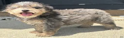 Mini Bernedoodle dogs for sale: Cheddar - Ad 2