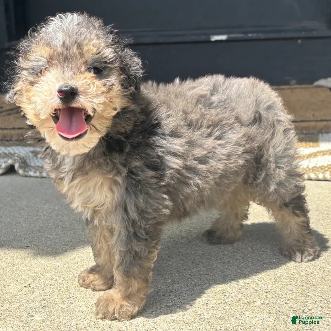 Mini Bernedoodle dogs for sale: Cheddar - Ad 2