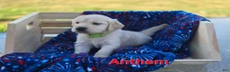 Golden Retriever dogs for sale: Golden Retriever 2 - Ad 2