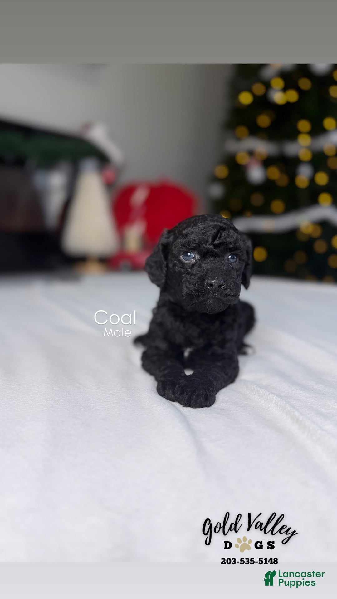 Mixed Breed dogs for sale: COAL - Ad 1