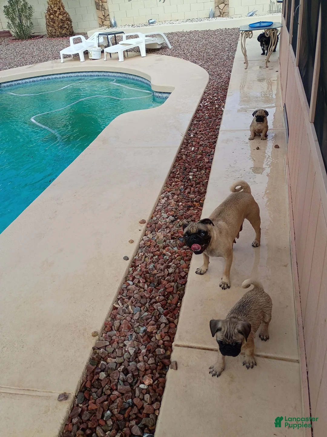 Pug dogs for sale: Pug 3 - Ad 2