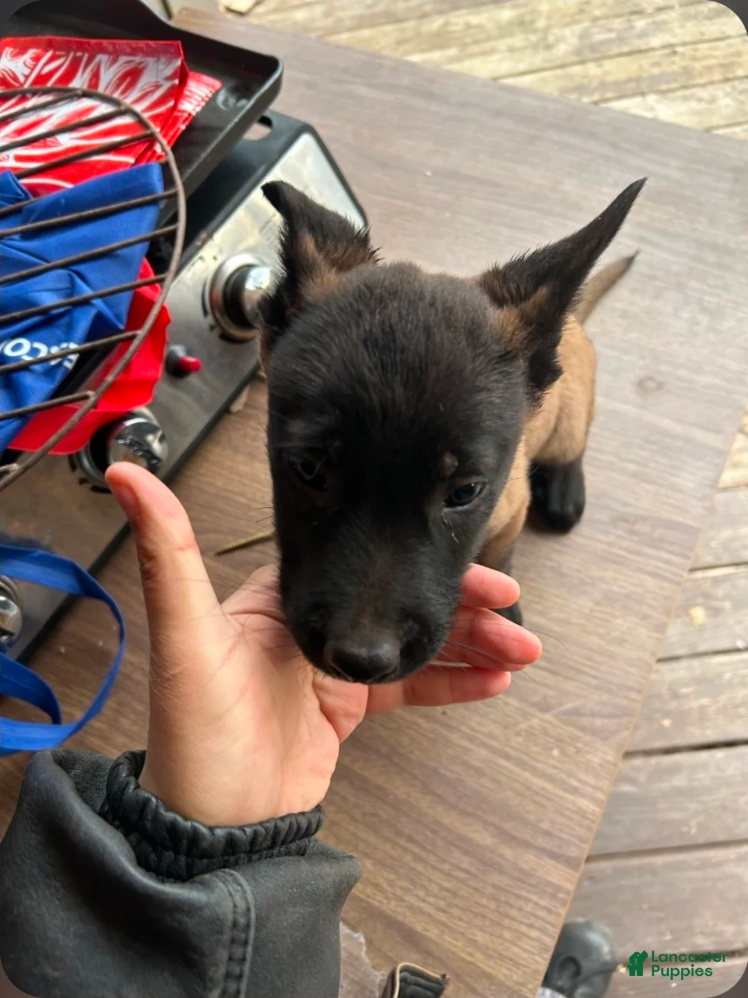 Belgian Malinois dogs for sale: Belgian Malinois Puppy 7 - Ad 1