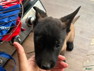 Belgian Malinois dogs Belgian Malinois Puppy 7 - Ad 33