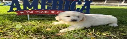 Golden Retriever dogs for sale: Puck  - Ad 3