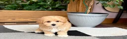 Maltipoo dogs for sale: Jaden  - Ad 1