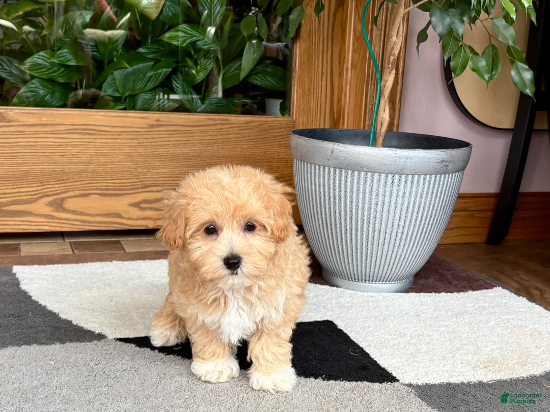 Maltipoo dogs for sale: Jaden  - Ad 1