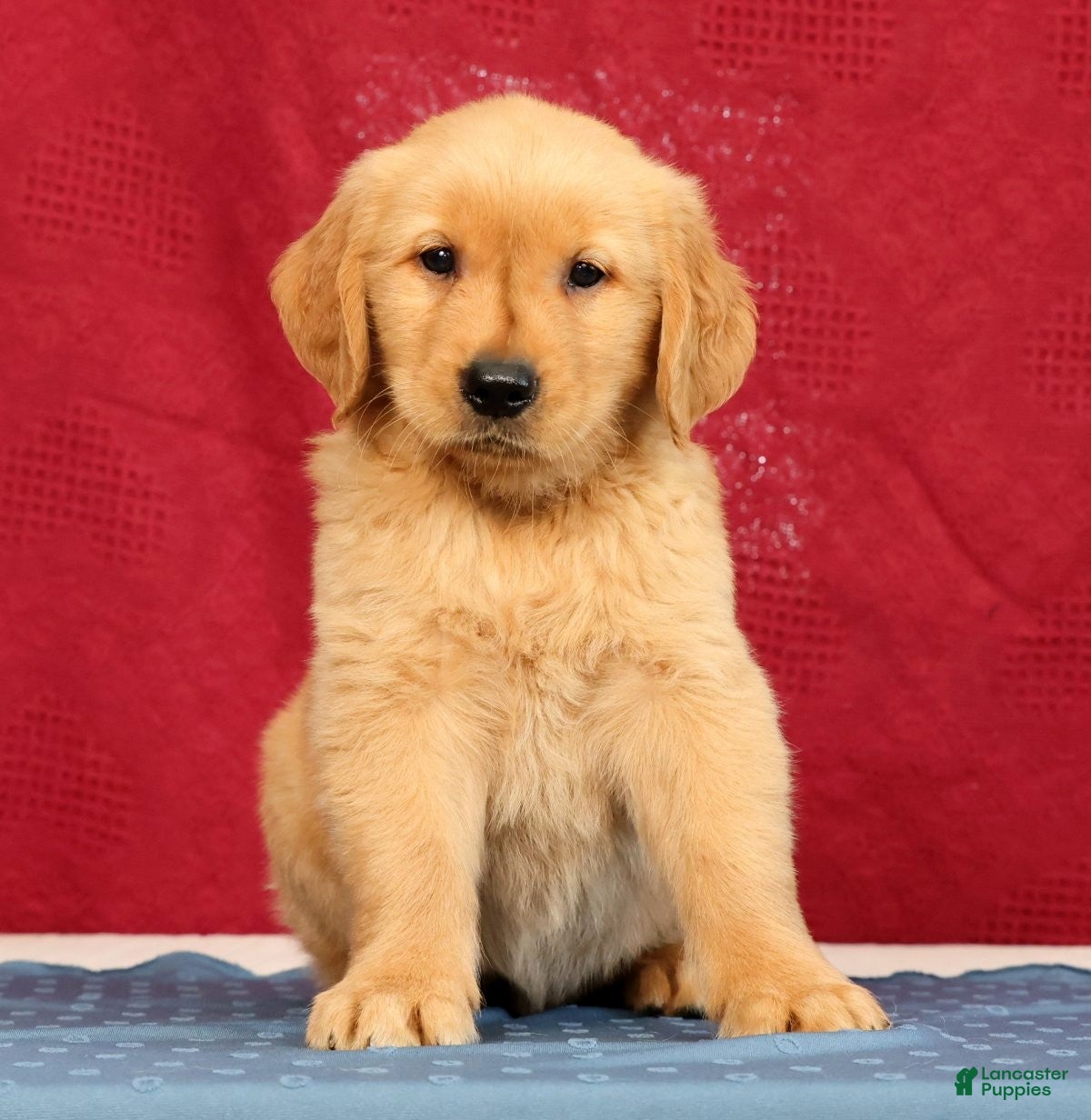 Golden Retriever dogs Ben - Ad 1