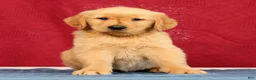 Golden Retriever dogs for sale: Ben - Ad 1