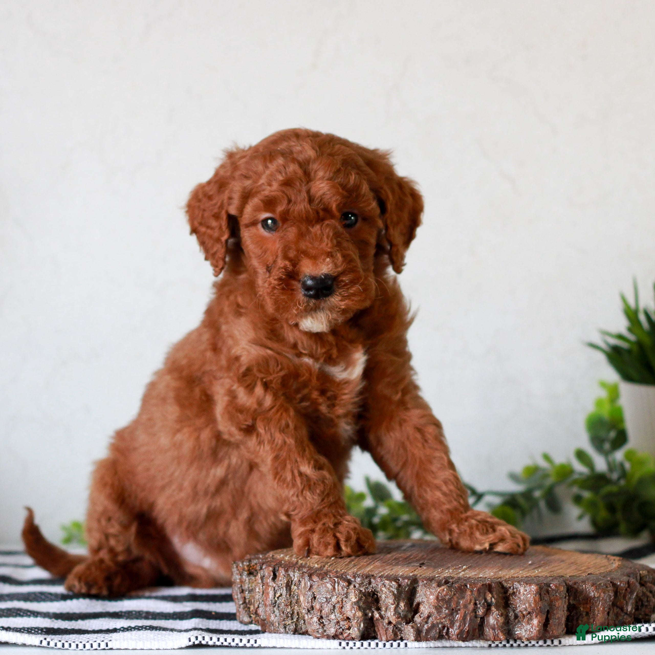 Mini Goldendoodle dogs Andrew  - Ad 2