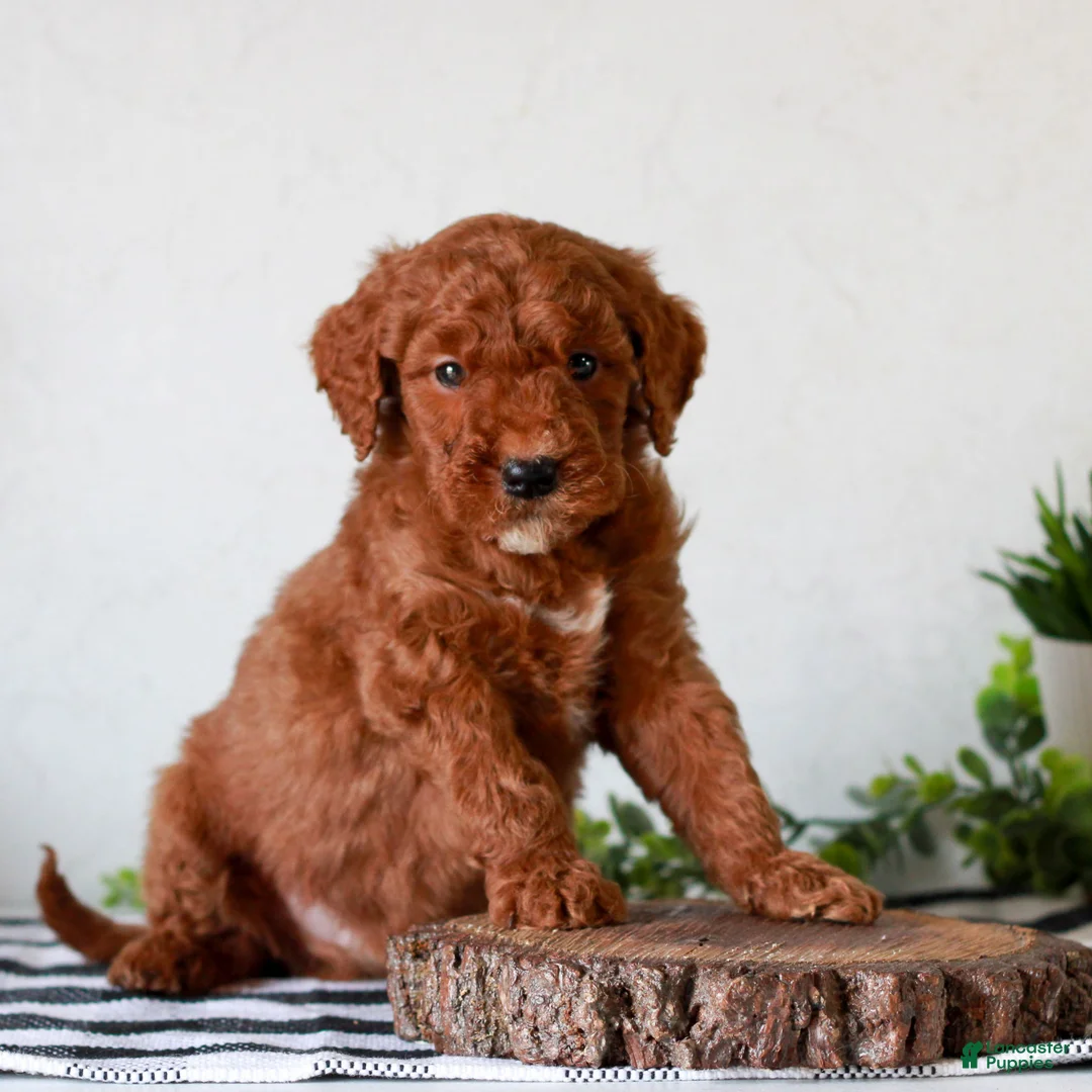 Mini Goldendoodle dogs for sale: Andrew  - Ad 2