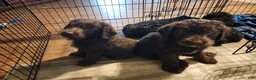 Labradoodle dogs for sale: Labradoodle chocolate black collar - Ad 11