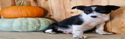Mixed Breed dogs for sale: Baxter - Ad 6