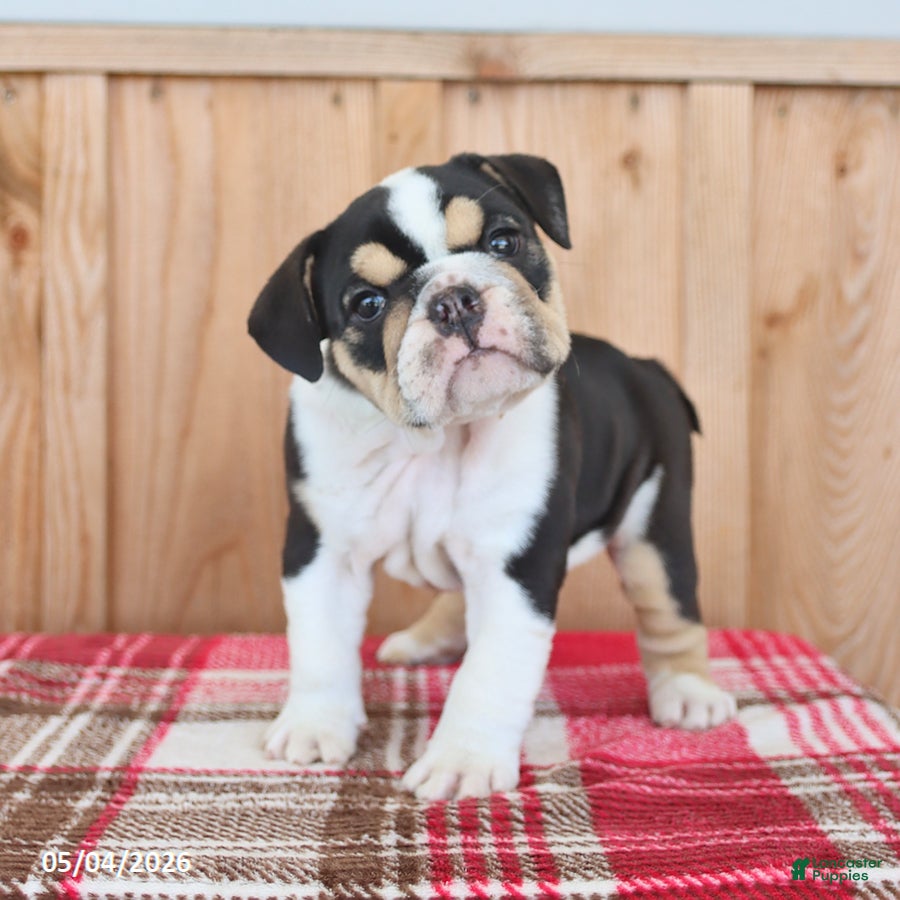 English Bulldog dogs Ruby - Ad 1