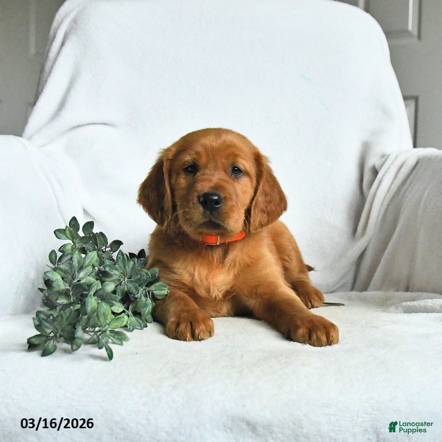 Mixed Breed dogs Will  - Ad 1