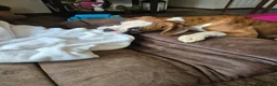 Boxer dogs for sale: Lady - Ad 3