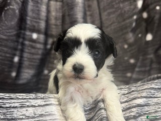 Maltipoo dogs Maltipoo Puppy 3 - Ad 4