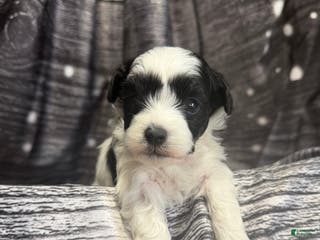 Maltipoo dogs Maltipoo Puppy 3 - Ad 9