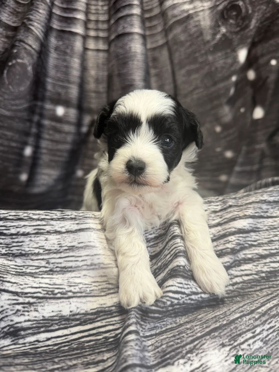 Maltipoo dogs for sale: Maltipoo Puppy 3 - Ad 1