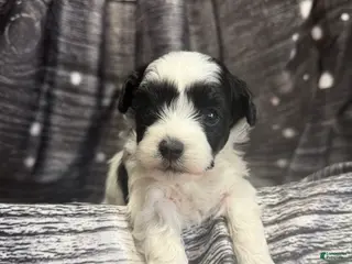 Maltipoo dogs Maltipoo Puppy 3 - Ad 8