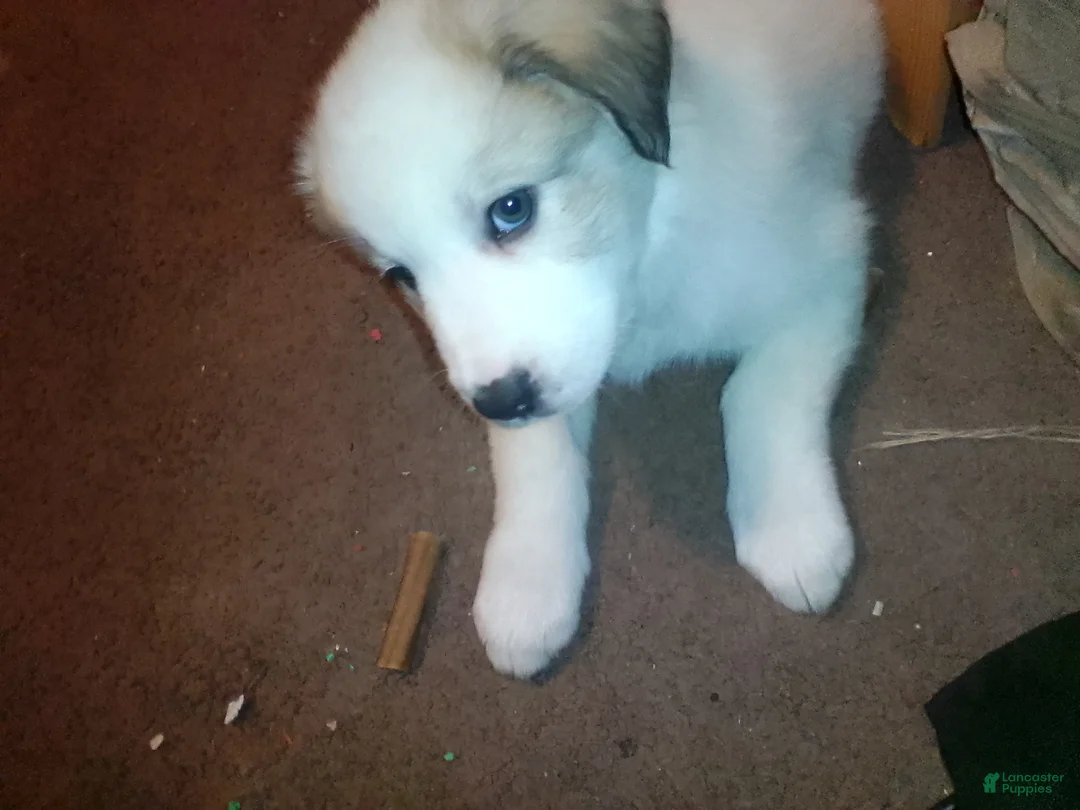 Mixed Breed dogs for sale: Buddy Boy  - Ad 2