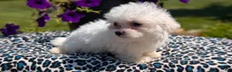 Maltese dogs for sale: Talia - Ad 6