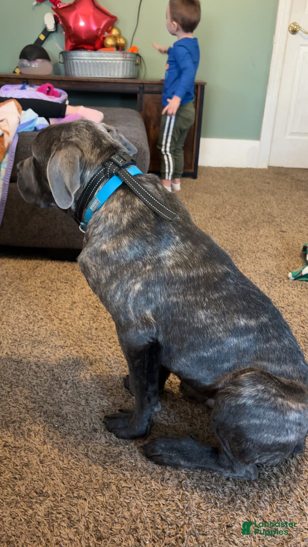 Cane Corso dogs for sale: Matrix - Ad 3