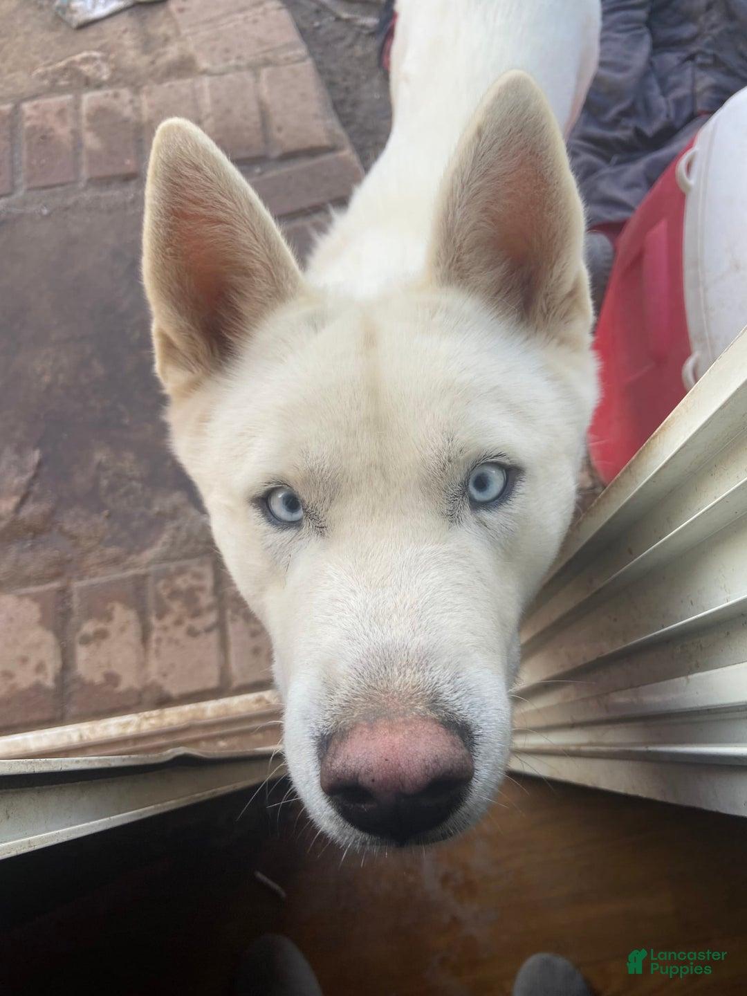 Gallery Image {{count}}