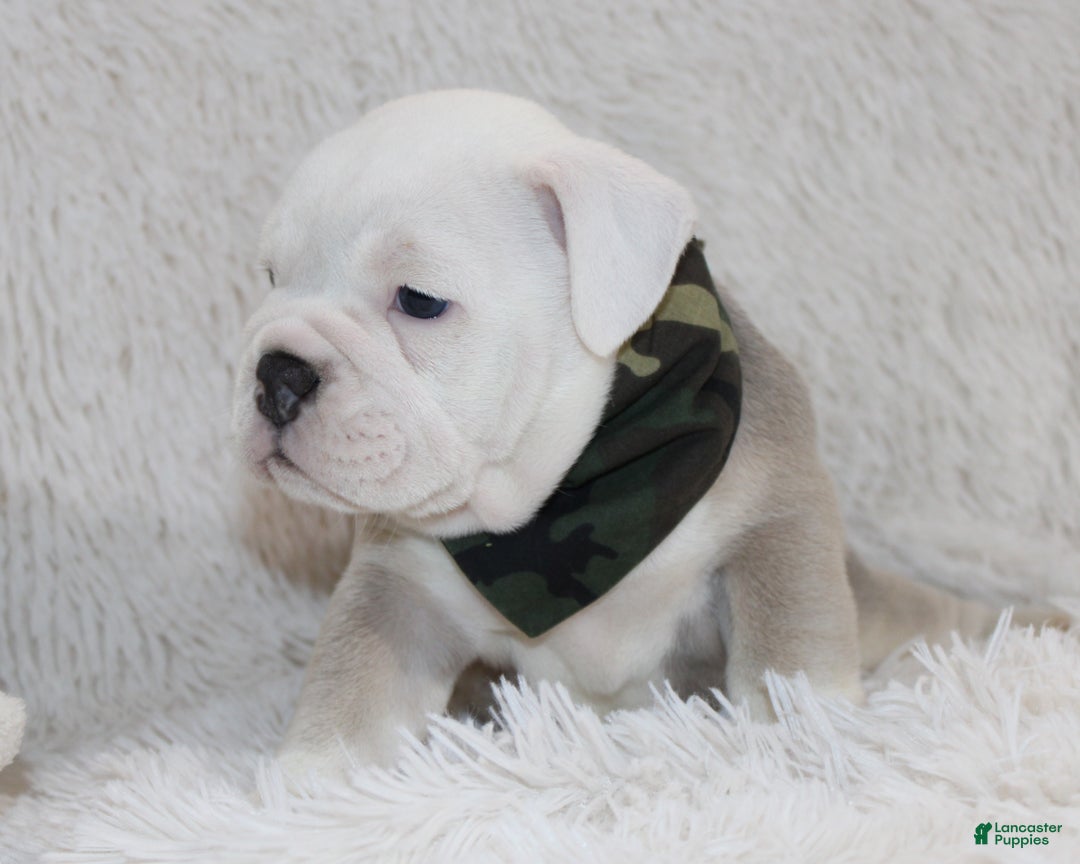 English Bulldog dogs for sale: Reece - Ad 4