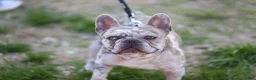 French Bulldog dogs for stud: Cash's - Ad 6