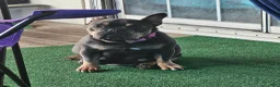 French Bulldog dogs for sale: French Bulldog Puppy 2 - Ad 3