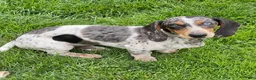 Dachshund dogs for sale: Rocky - Ad 7