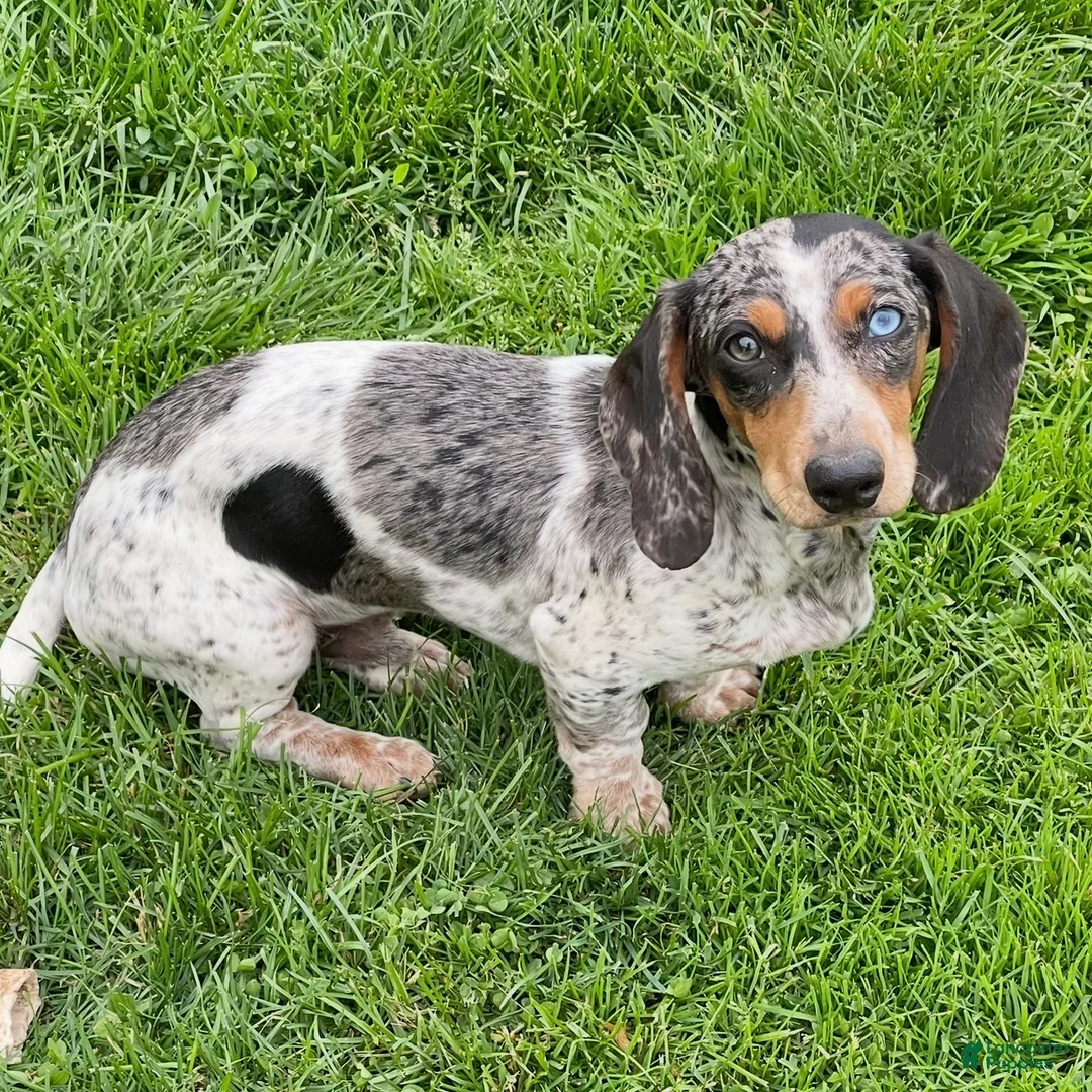 Dachshund dogs for sale: Rocky - Ad 7