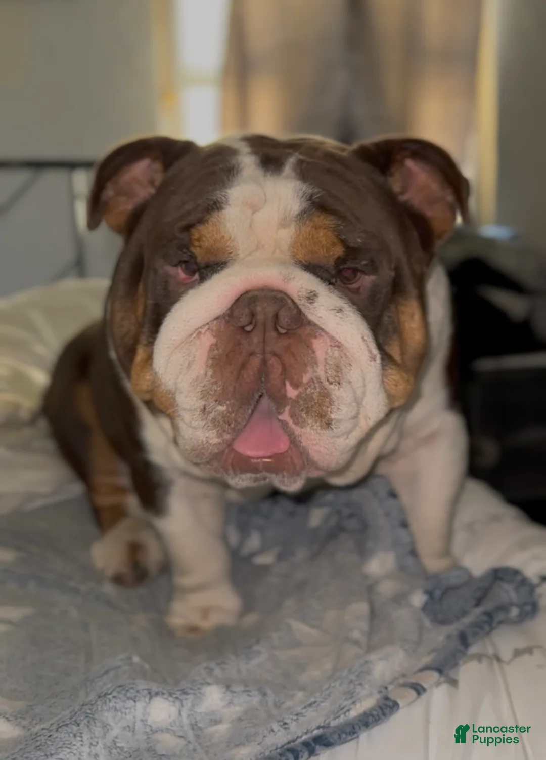 English Bulldog dogs for stud: Rolo Stud available  - Ad 6