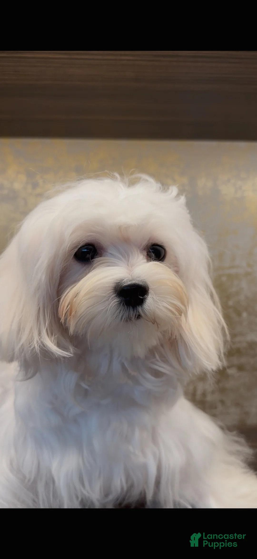 Maltipoo dogs for sale: Jupiter - Ad 5