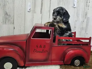 Mini Bernedoodle dogs F1b Kelsey - Ad 19