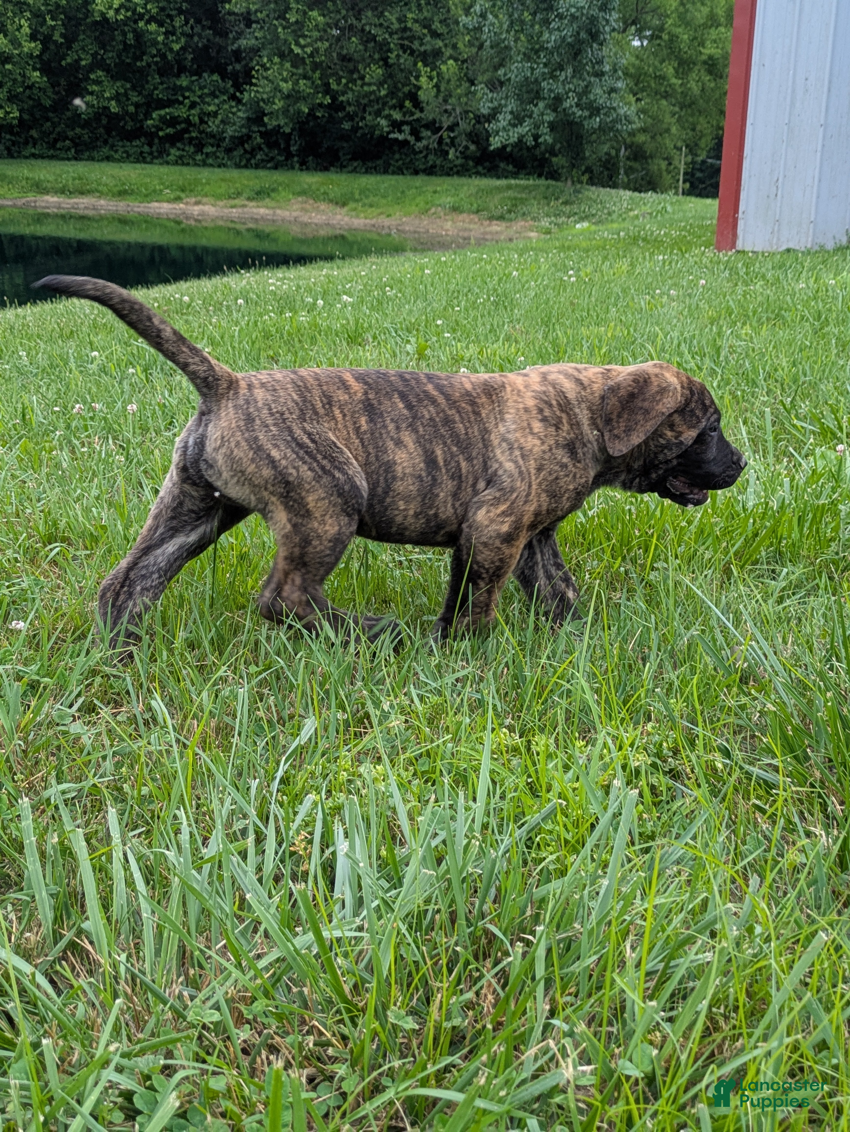 English Mastiff dogs Marlon - Ad 2