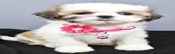Shih Tzu dogs for sale: Candy - Ad 7