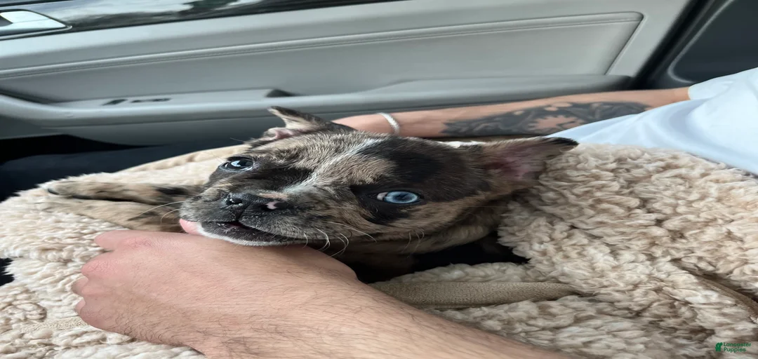 Gallery Image {{count}}