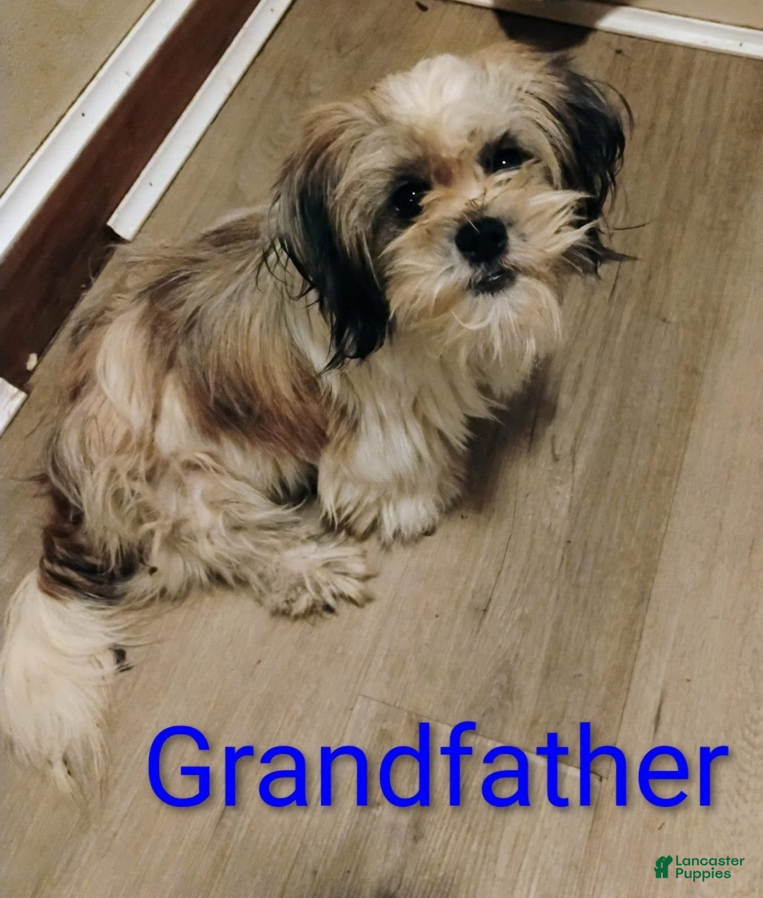 Mixed Breed dogs for sale: Mixed Breed Puppy 2 - Ad 6