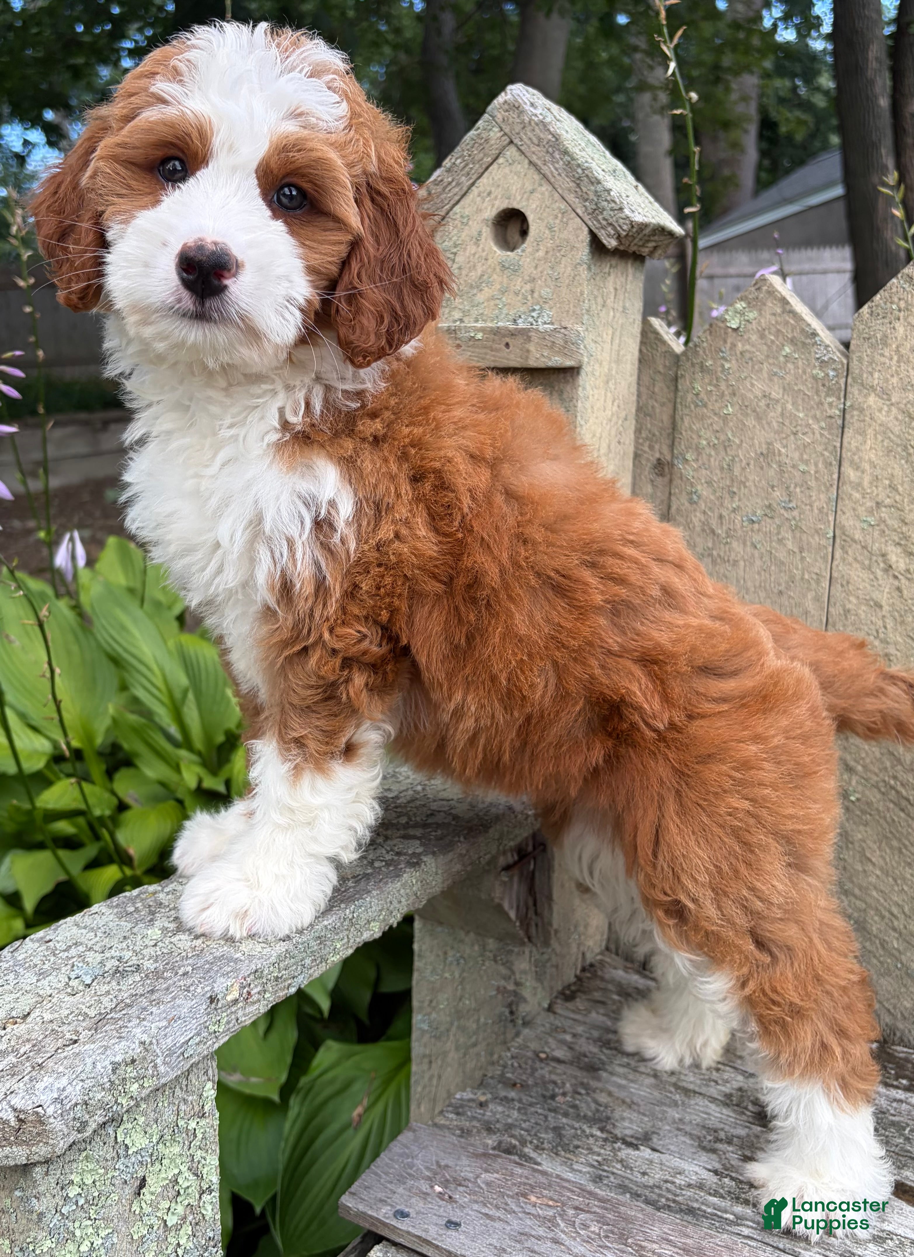 Mini Bernedoodle dogs ❤️BOSTON MASSACHUSETTS AREA❤️RARE DARK RED AND WHITE TUXEDO❤️MINI BERNEDOODLE GIRL❤️ - Ad 2