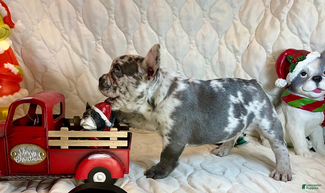 French Bulldog dogs for sale: Tracker - Ad 7