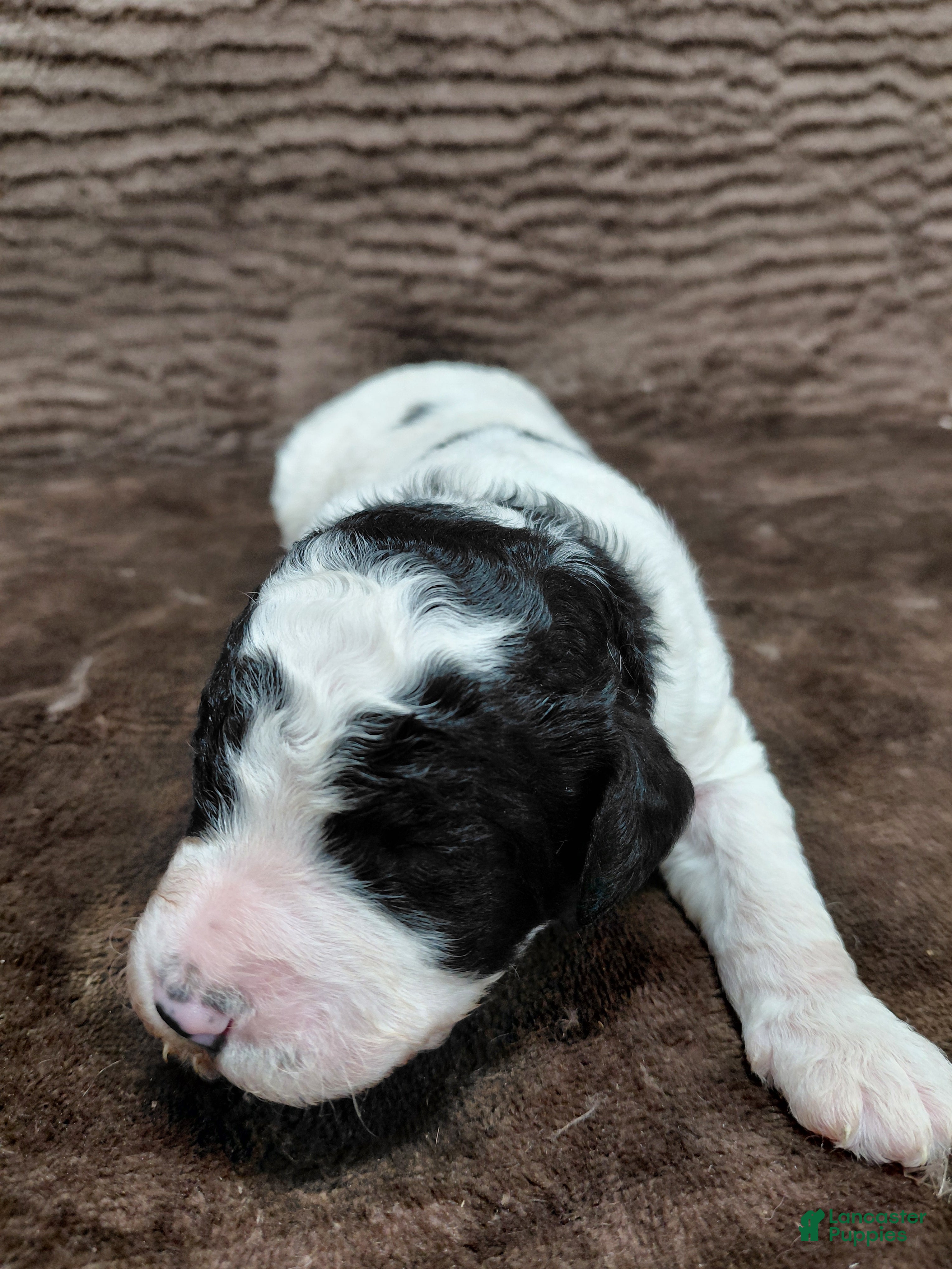 Bernedoodle dogs Baxter - Ad 11