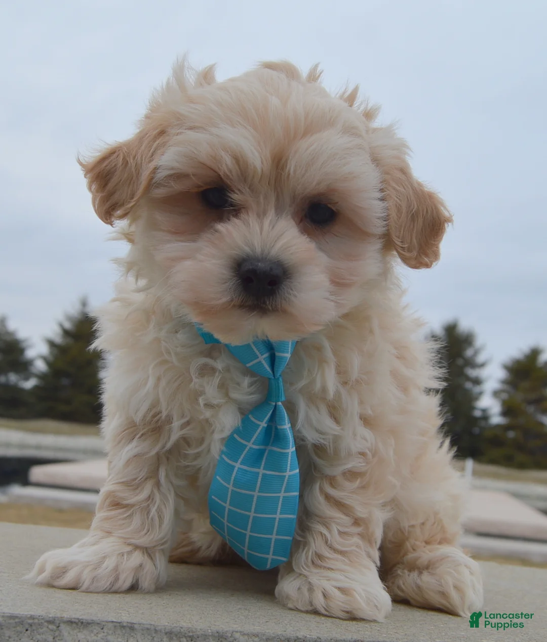 Maltipoo dogs for sale: Max - Ad 5